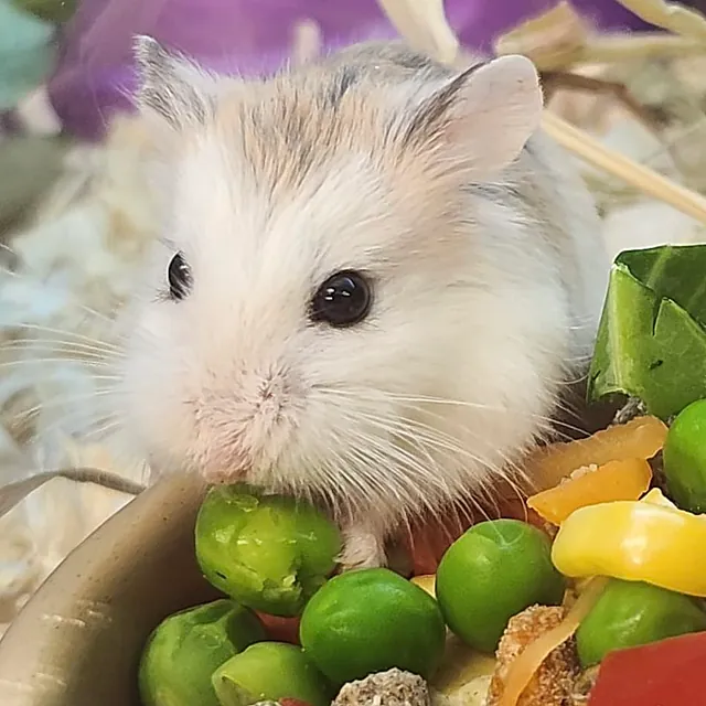 Roborovski Hamster