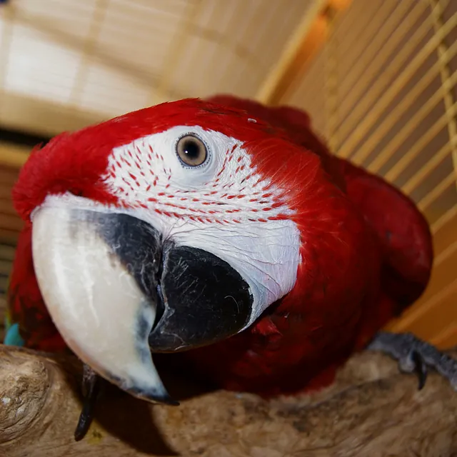 Green Wing Macaw hand reared