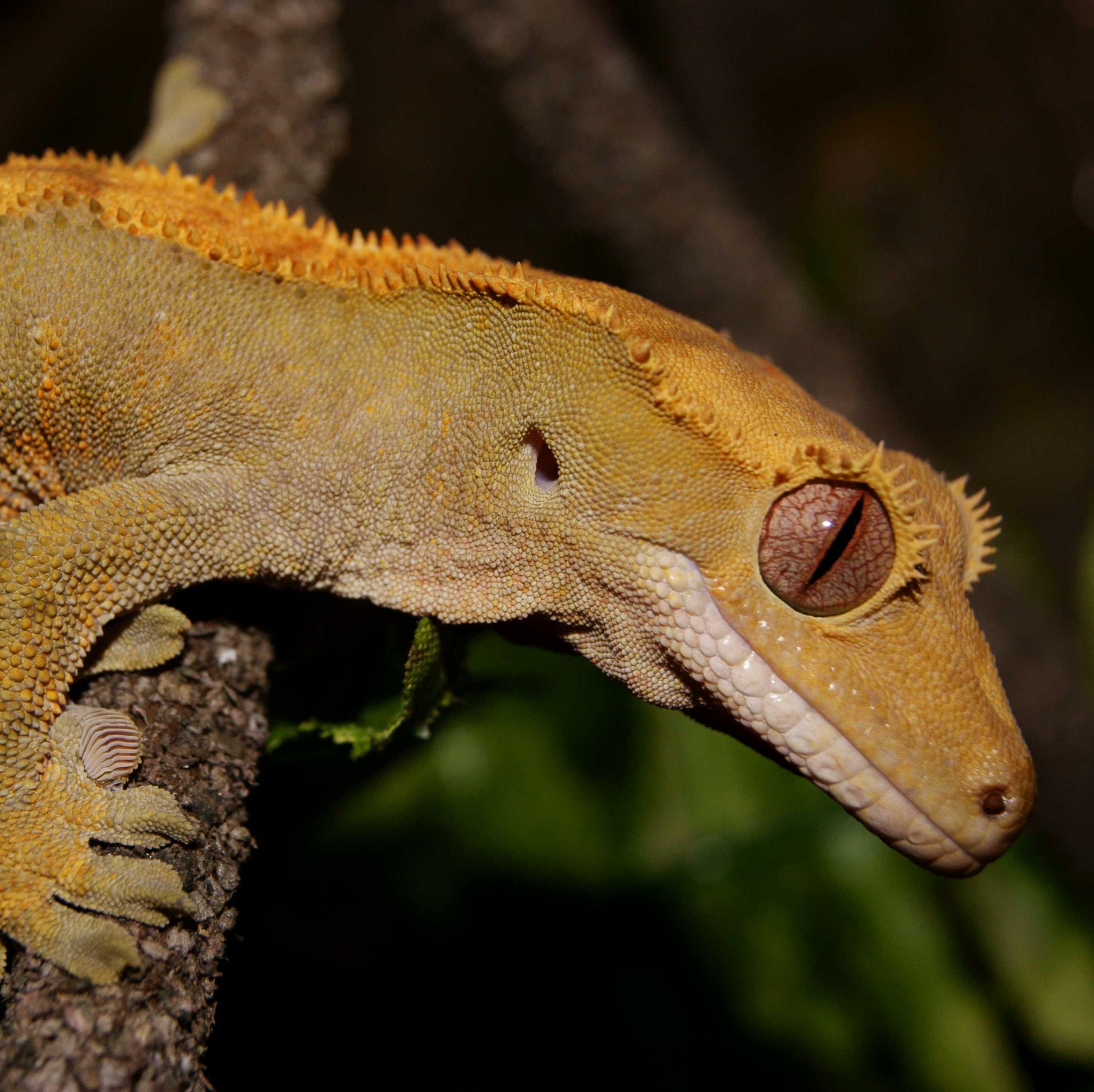 Crested Gecko