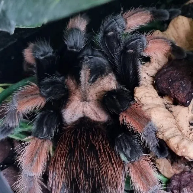 Tarantula