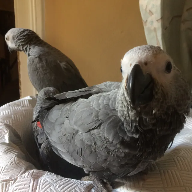 African Grey Parrots hand reared