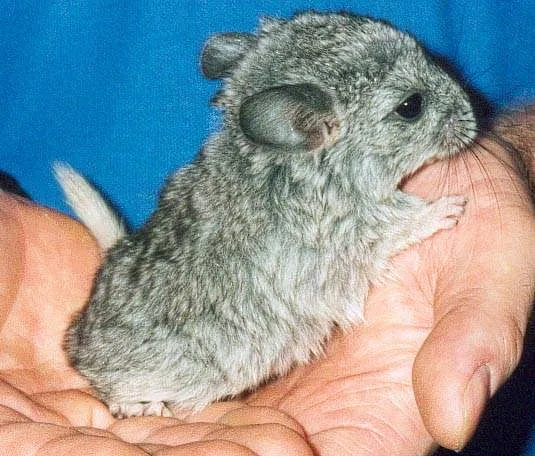 Chinchilla