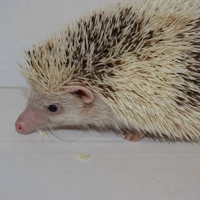 African Pygmy Hedgehog