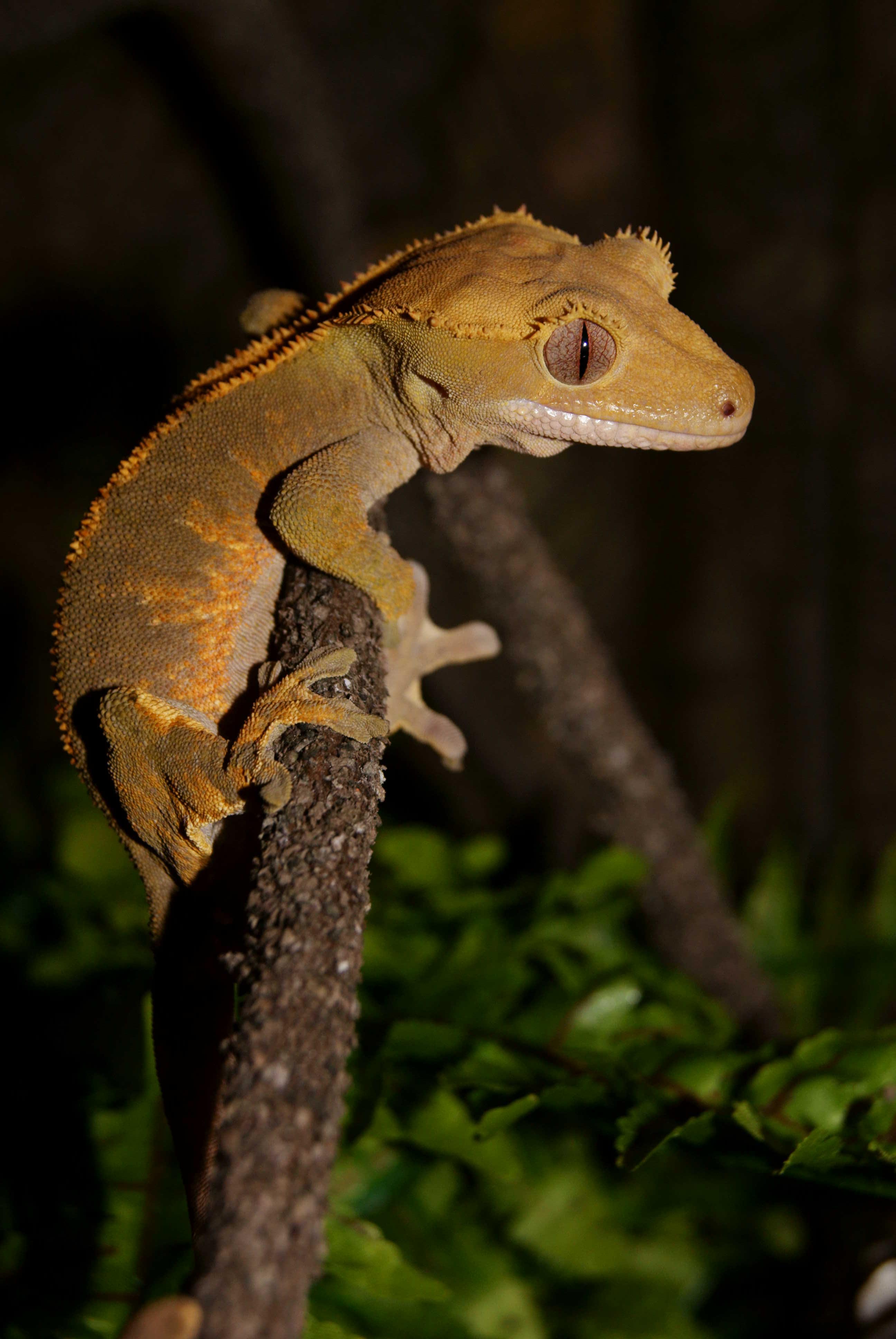 Crested Gecko