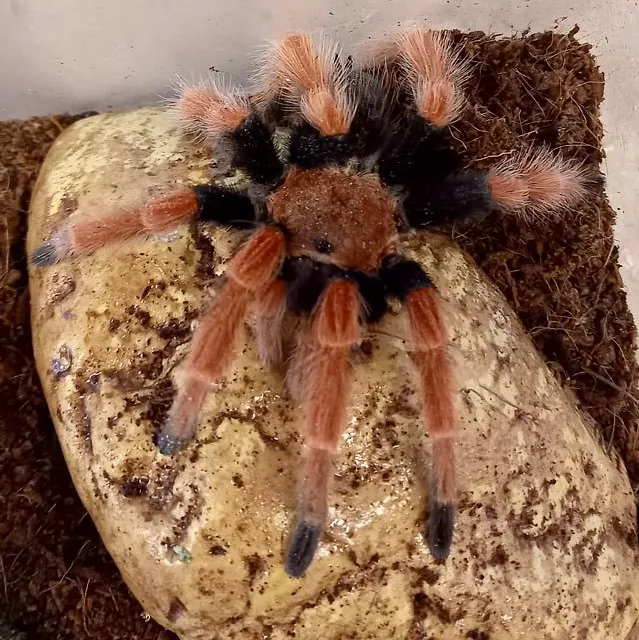 Red Legged Tarantula