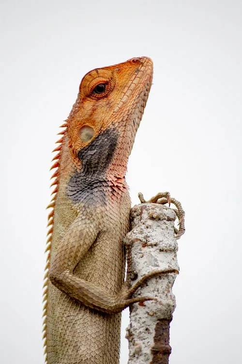 Petaholics Lizard