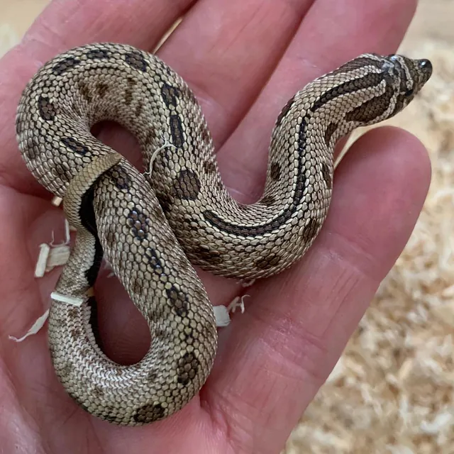 Baby Hognose Snake