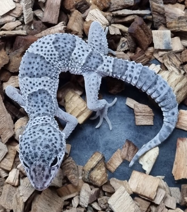 Leopard Gecko