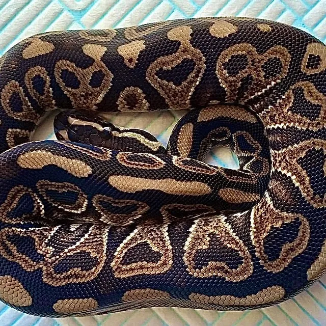 Royal Python Morphs