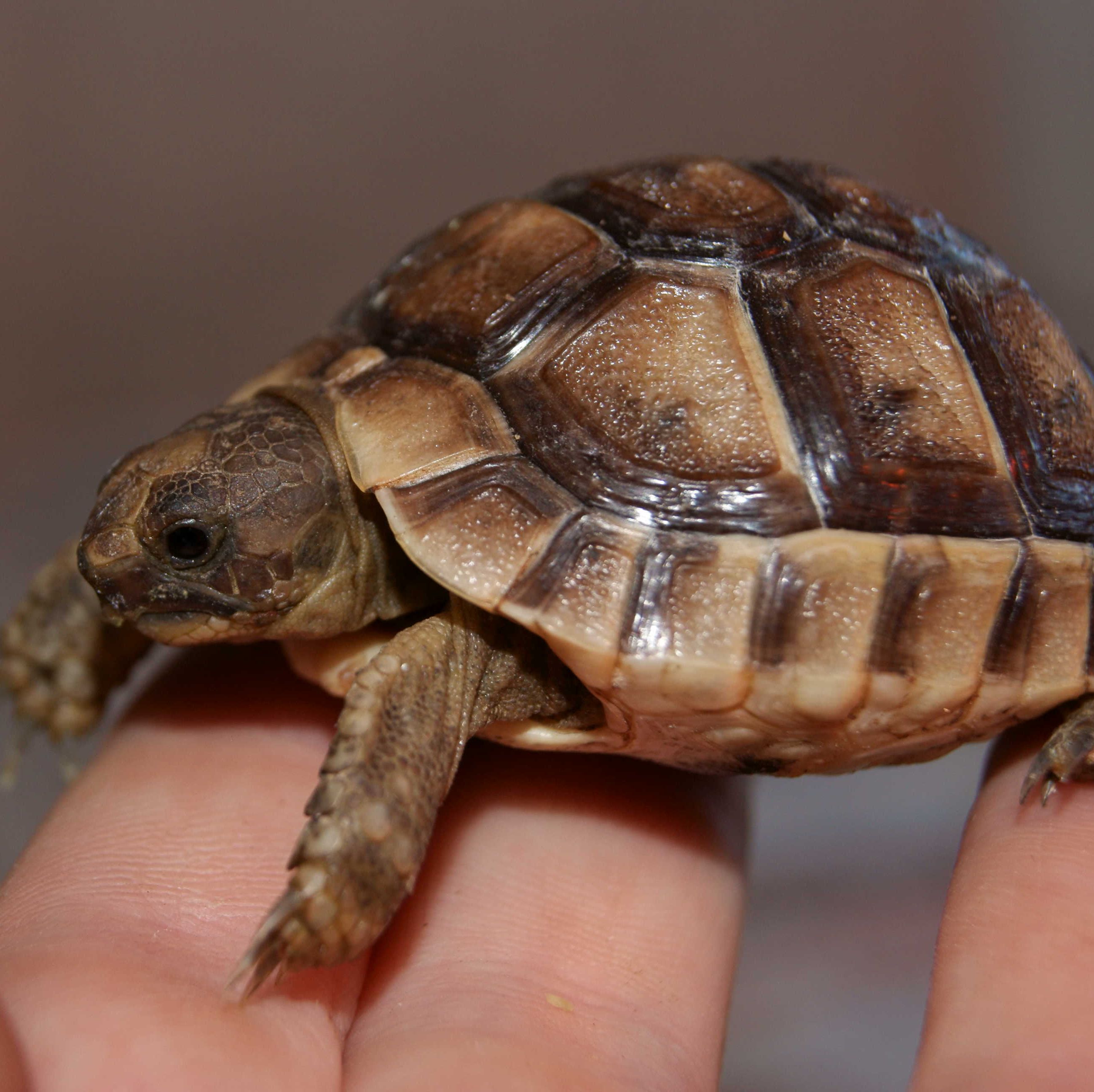 Hermann's Tortoise