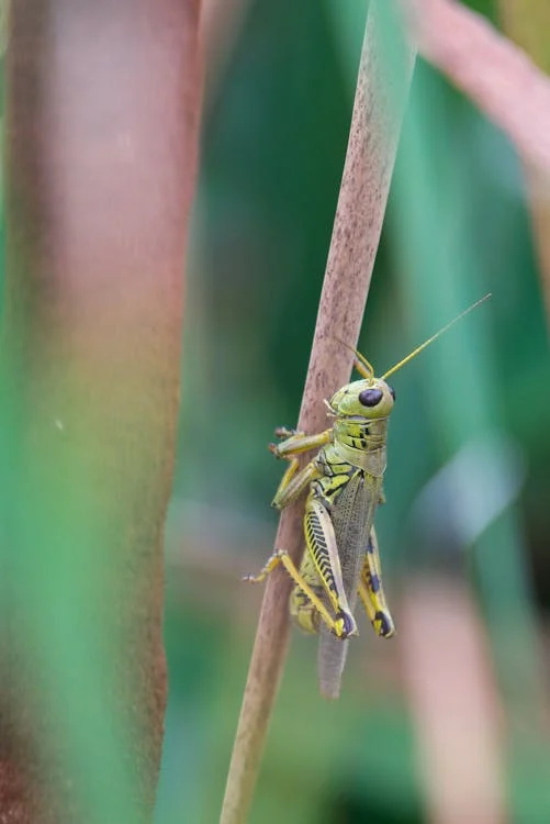 Petaholics Lizard