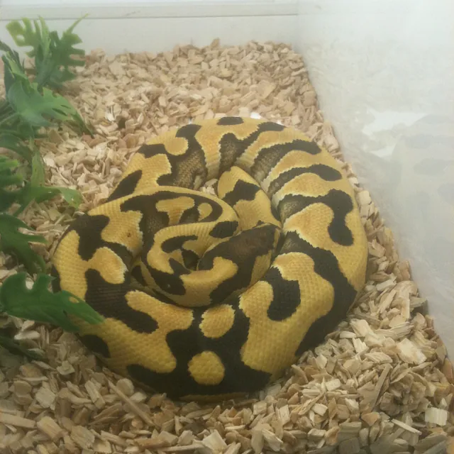 Royal Python morphs