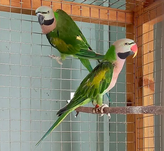 Moustached Parakeets