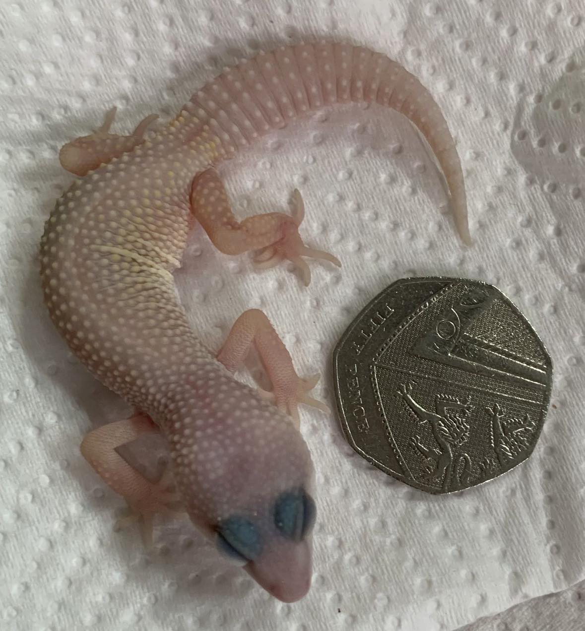 Baby Leopard Gecko