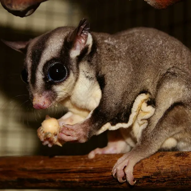 Sugar glider