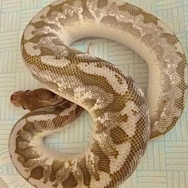 Royal Python Morphs