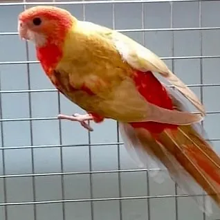 Rosella