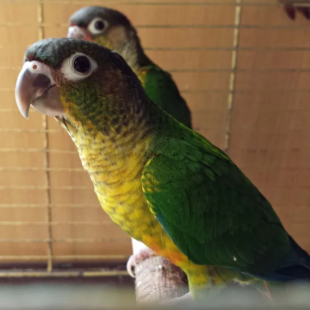 Conures