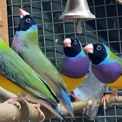 Gouldian Finches