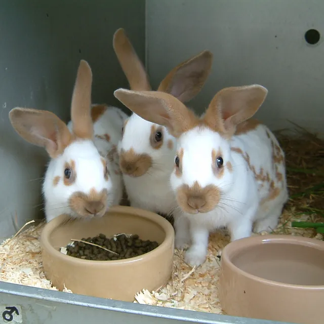 English Rabbits