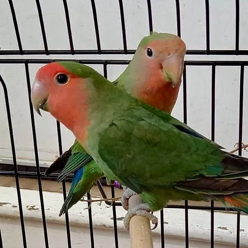 Peach Faced Lovebirds