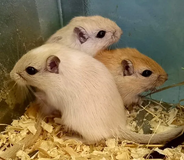 Gerbils