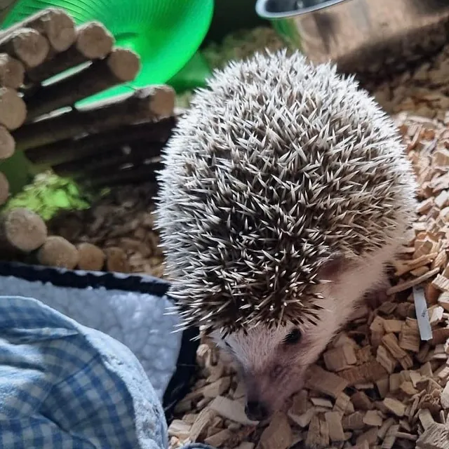 African Pygmy Hedgehog