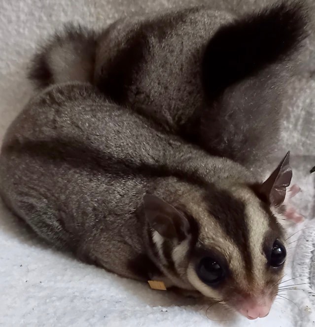 Sugar Glider