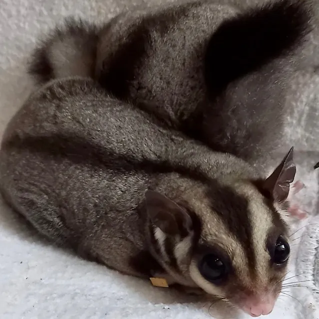 Sugar Glider