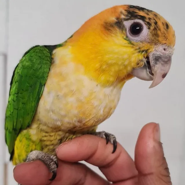 Yellow Thighed caique