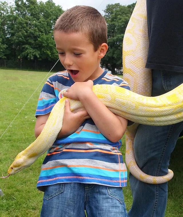 Burmese Python 'Close Encounter' animal experiences 