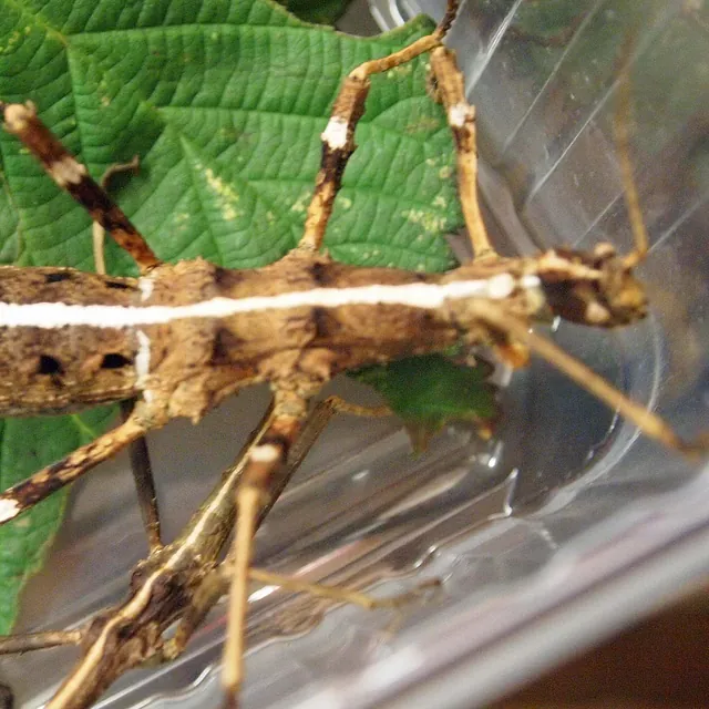 Stick Insects