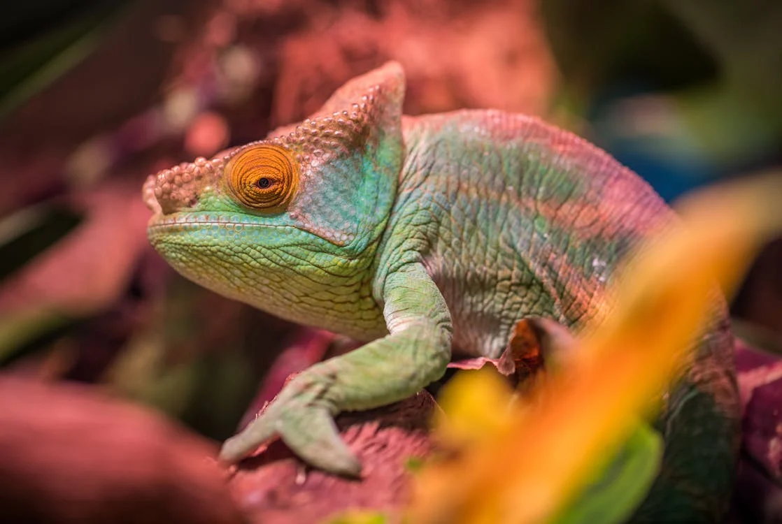 Petaholics Chameleon