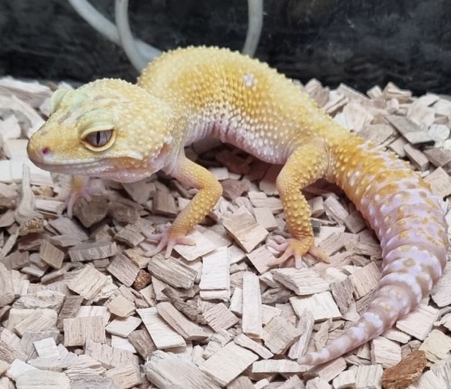 Leopard Gecko