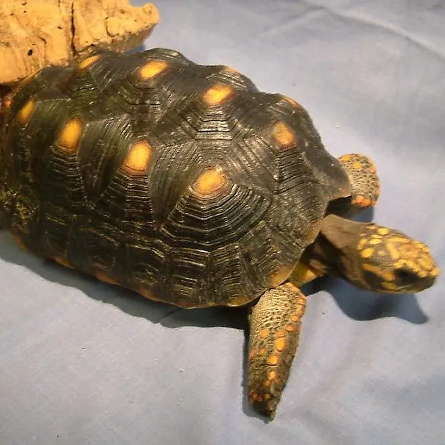 Red Footed Tortoise