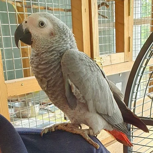 African Grey Parrots