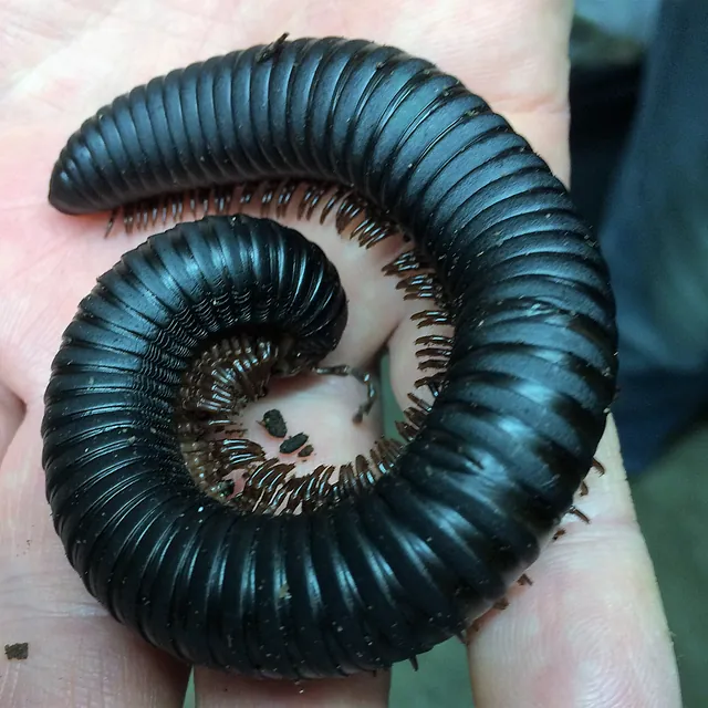 Giant Millipede