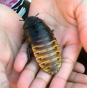 'Close Encounter' animal experiences shows parties Madagascan Hissing Cockroach