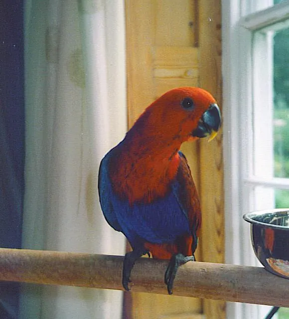 Eclectus Parrot hand reared