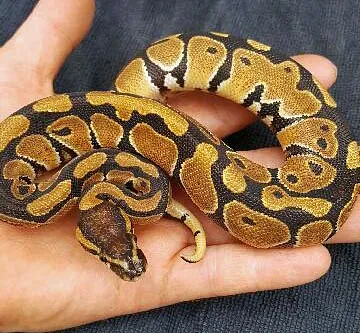 Royal Python morphs