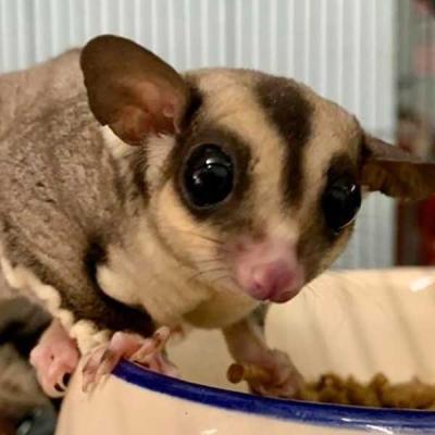 Petaholic Exotic Mammal 600