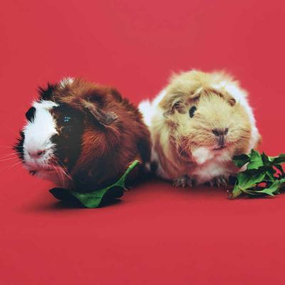 Petaholic Guinea Pigs 800