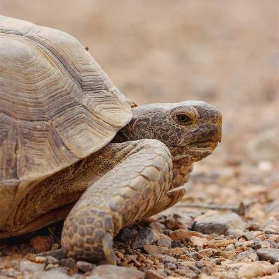 Petaholic Tortouse 800