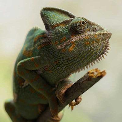 Yemen Chameleon 800