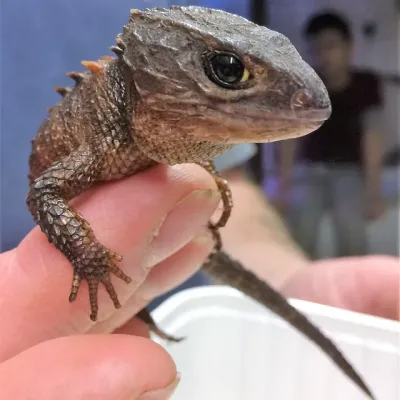 Petaholics Lizards 11