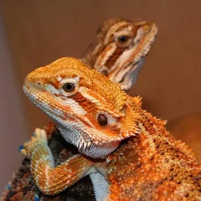 Petaholics Lizards 1