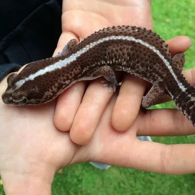 Petaholics Lizards 2