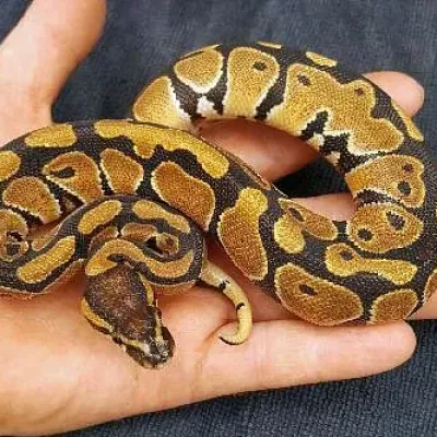 Petaholics Snakes 12