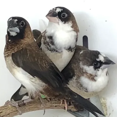 Petaholics Birds Parrots 10