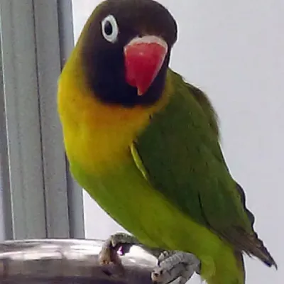 Petaholics Birds Parrots 11